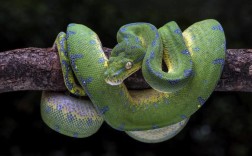 oblique tree python