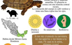 TortoiseSVN教程，新手如何快速上手？