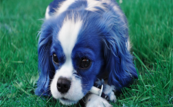 如何在Java中使用OpenCV的Mat类？