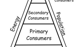 Flash AS入门教程怎么学？