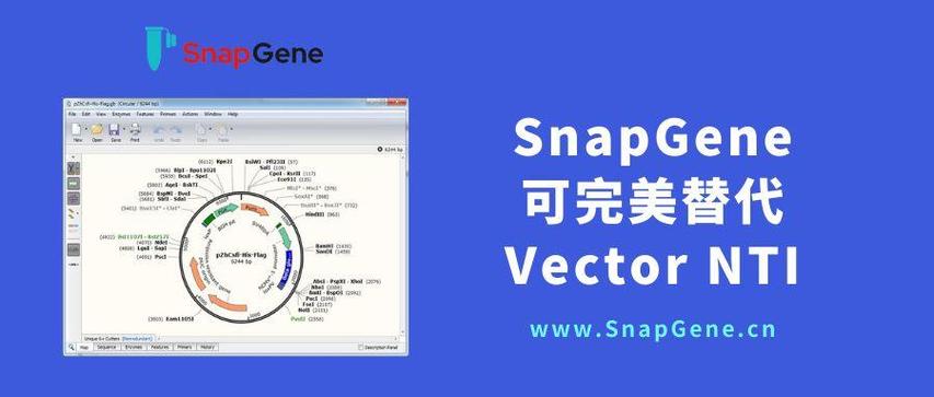 Vector NTI教程如何快速上手？-图2
