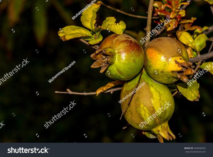 pomegranate python-图1