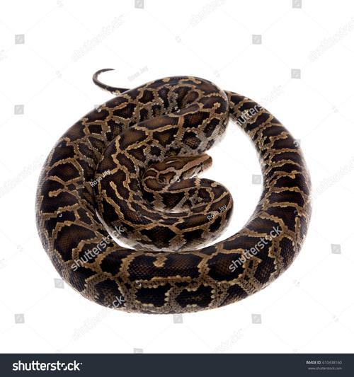 pomegranate python-图3