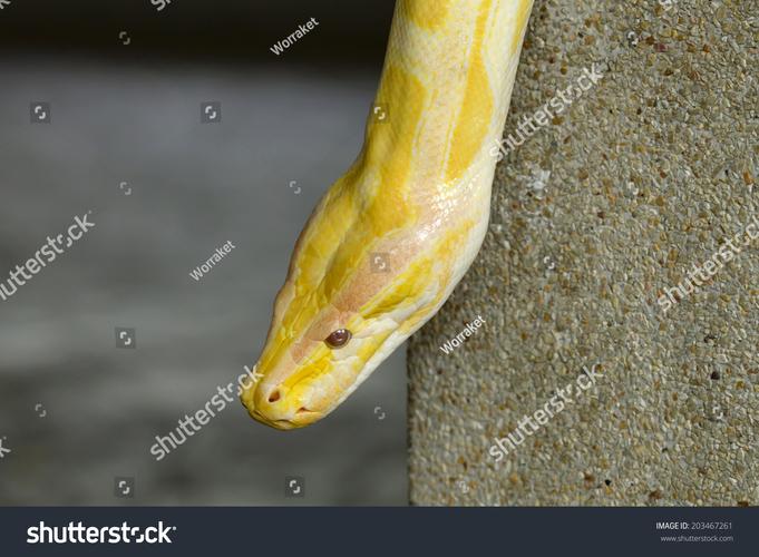 Python多态如何实现？-图3