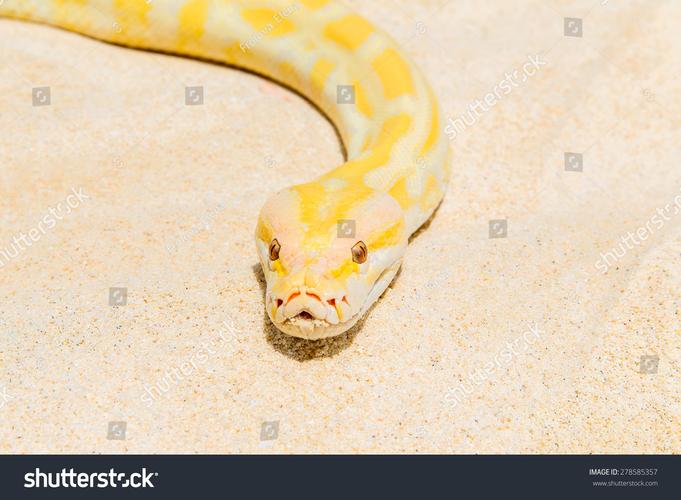 reticulated python-图2