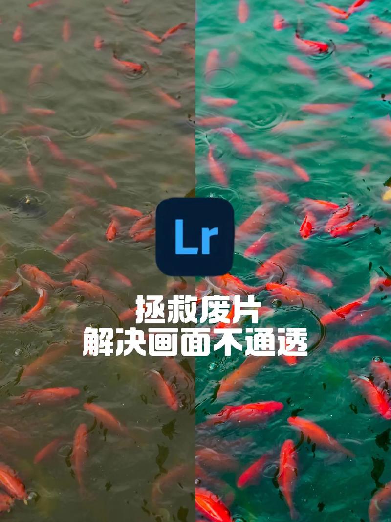 手机Lightroom怎么用?新手入门教程看这里!-图1 手机Lightroom怎么用?新手入门教程看这里!-图1