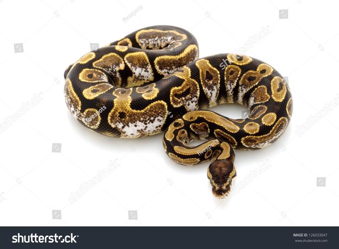 cappuccino和Python有什么关联？-图3