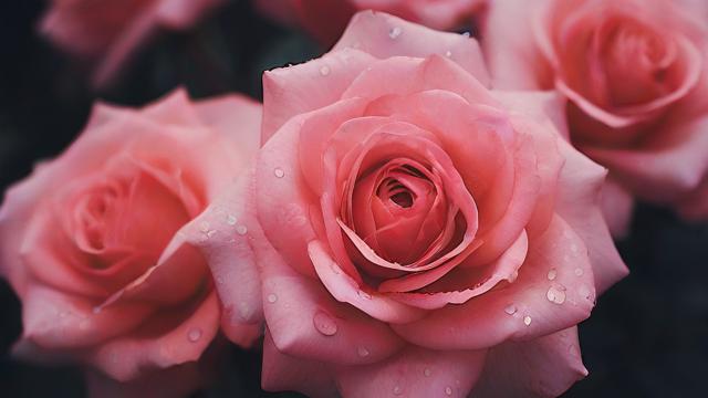 花卉互联网(花卉互联网公司)